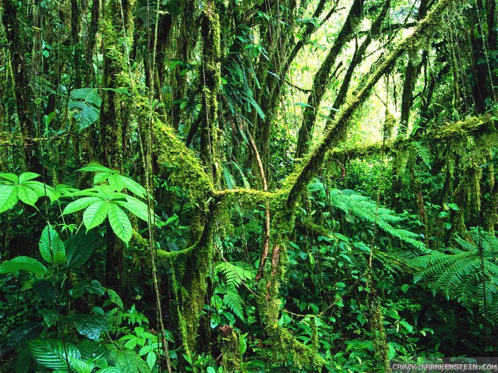 Summer Forest Wallpapers   Crazy Frankenstein