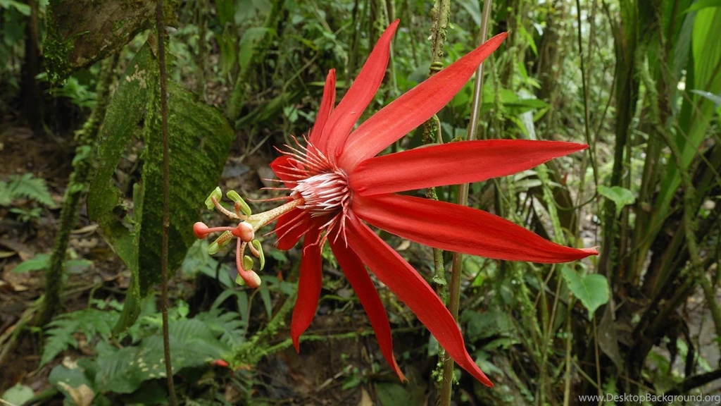 Costa Rica National Park Landscapes Passion Flowers Wallpapers ...