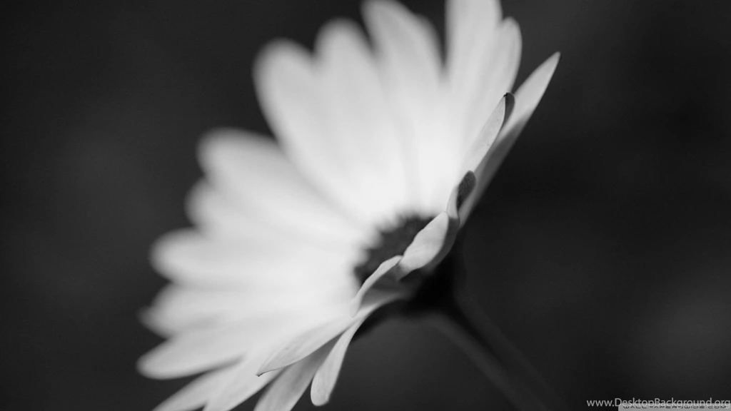 Download Flower Monochrome Wallpapers Wallpapers Widest