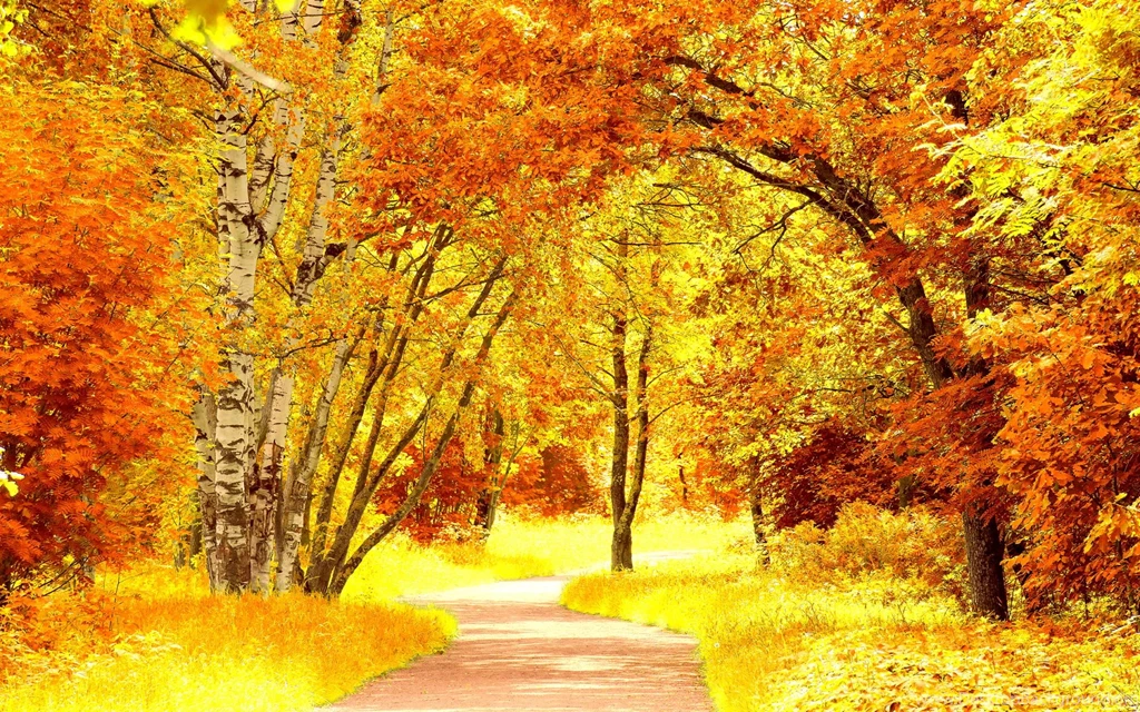 Yellow Color Wallpapers Wallpaper, High Definition, High Quality ...