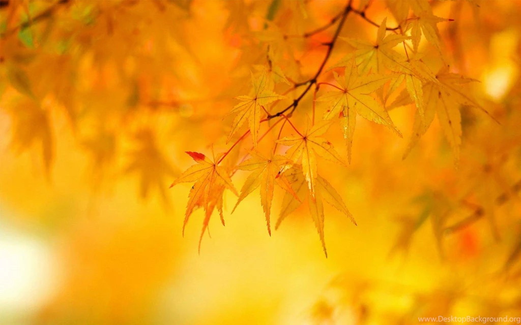 Yellow Orange Free Wallpapers In HD Photo Gallery