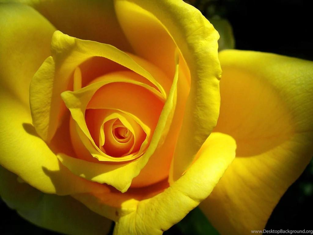 Download These 42 Yellow Wallpapers In High Definition For Free