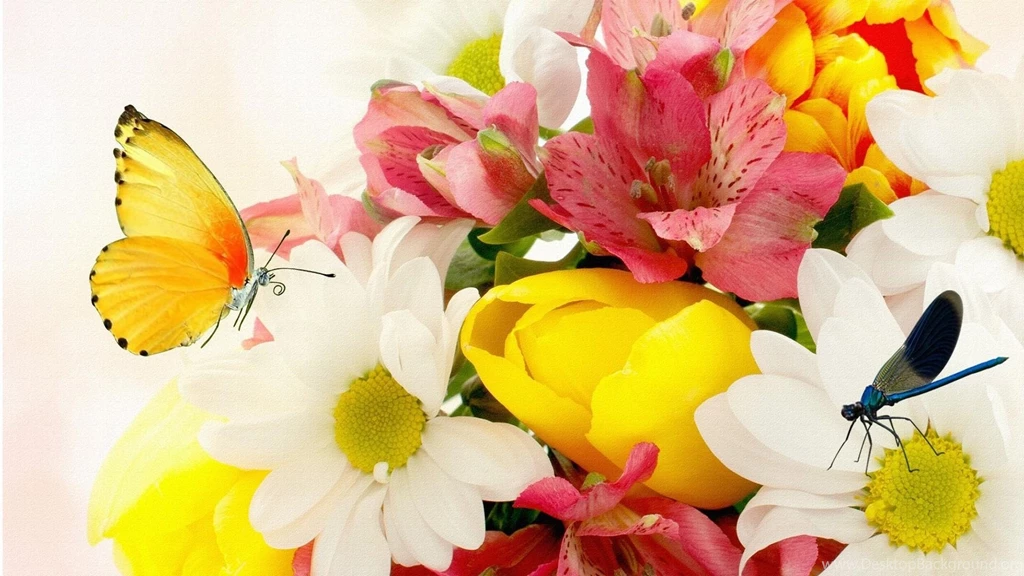 Flowers Wallpapers