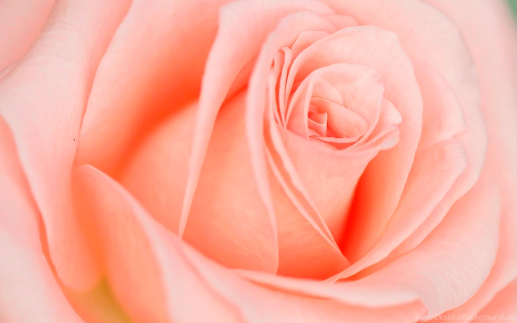 Beautiful Light Pink Rose Wallpapers 1920x1200 565464