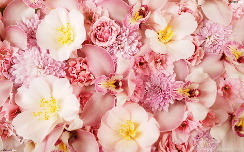 Pink Orchids HD Wallpapers