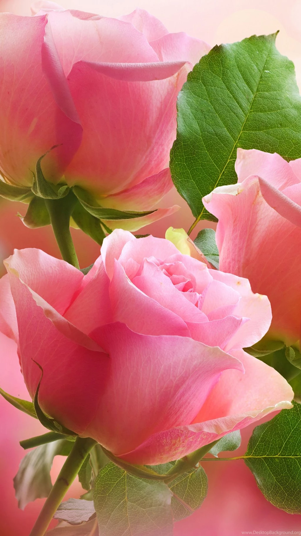 Flower Android Wallpapers Light Pink Roses