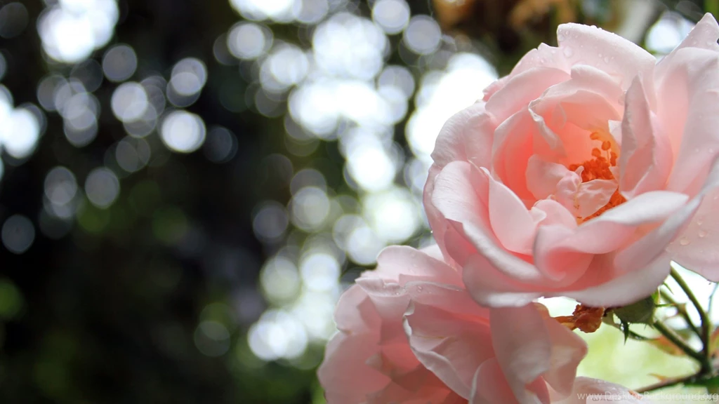 Light Pink Roses Bokeh HD Desktop Wallpapers : High Definition ...