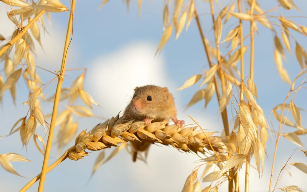 Mouse Wallpapers