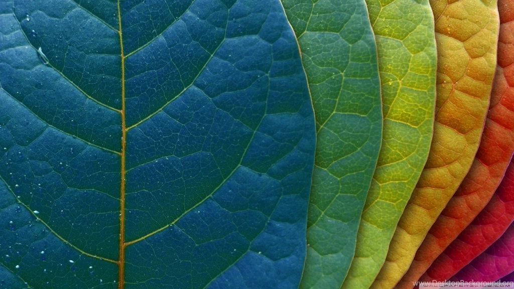 Colorful Leaves HD Desktop Wallpapers : High Definition ...
