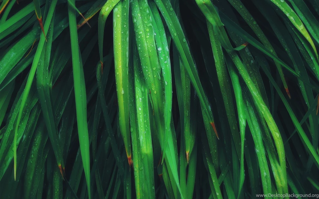 1920x1200 Dying Wet Leaves Desktop PC And Mac Wallpapers