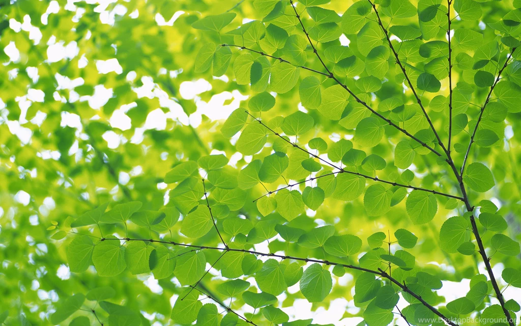 Download Leaves Wallpapers 1435 2560x1600 Px High Resolution ...