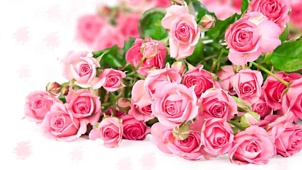 Pink Rose Pictures Download Free
