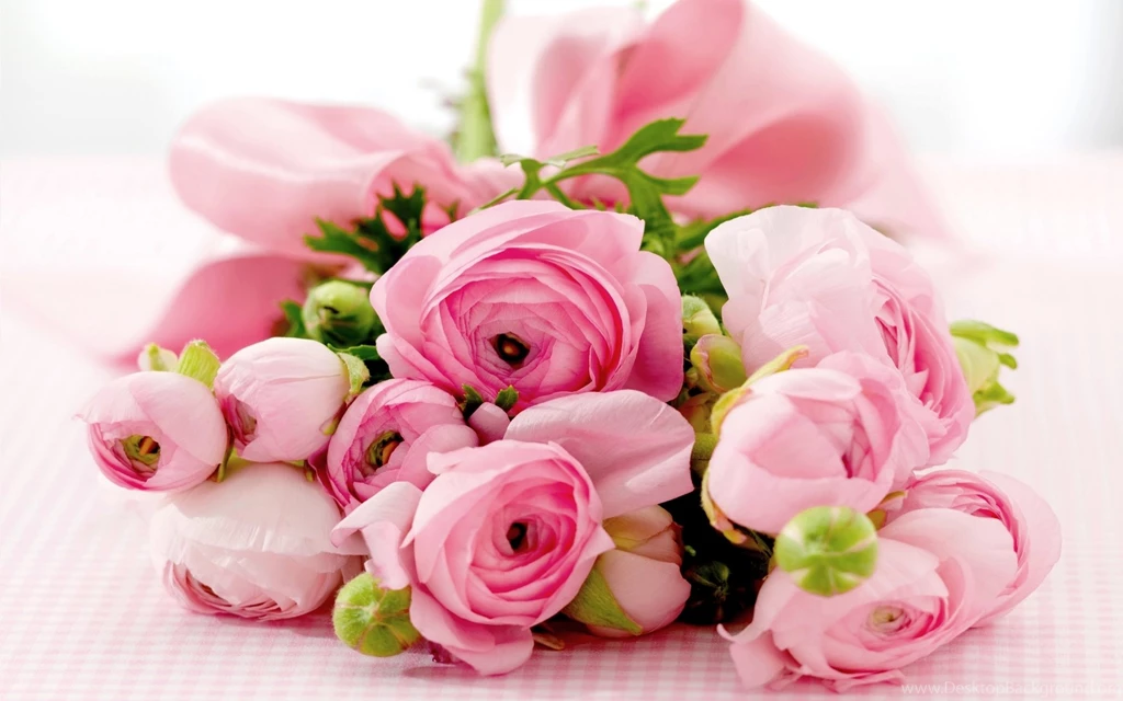 High Resolution Lovely Pink Flower Rose Wallpapers HD 7 Full Size ...