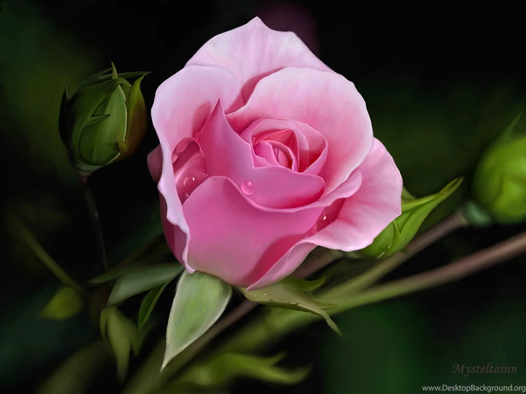 Wallpapers Of Pink Rose 2782 HDWPro