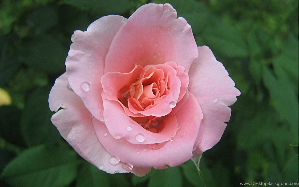 Pink Roses Widescreen Wallpapers 1920x1200px