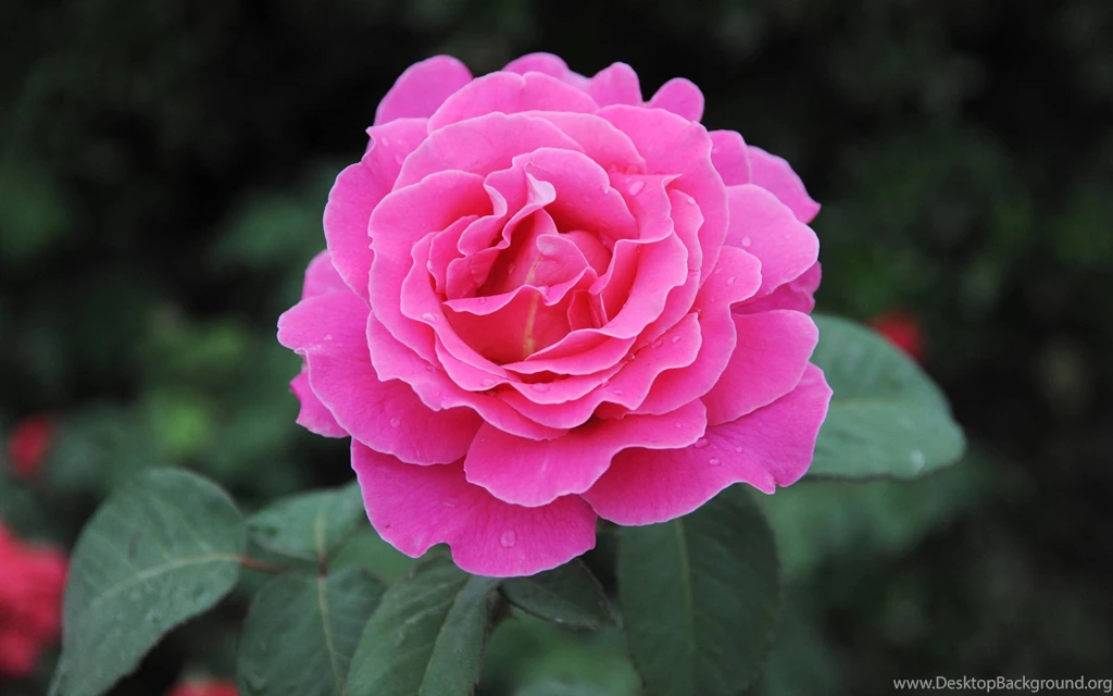 Colorful Rose Flower HD Wallpapers