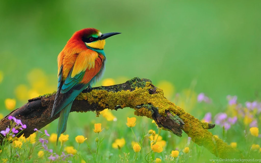 Bird Wallpapers HD   Beautiful Wallpapers Collection 2014