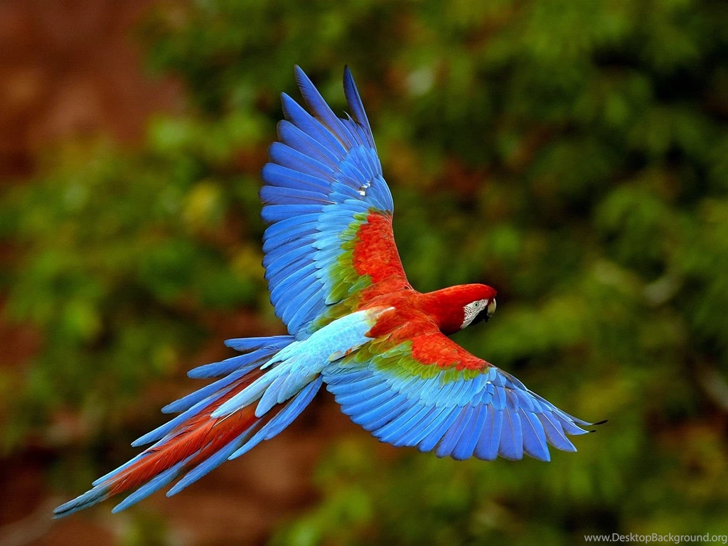 Macaw Parrot Wallpapers   Wallpapers Cave
