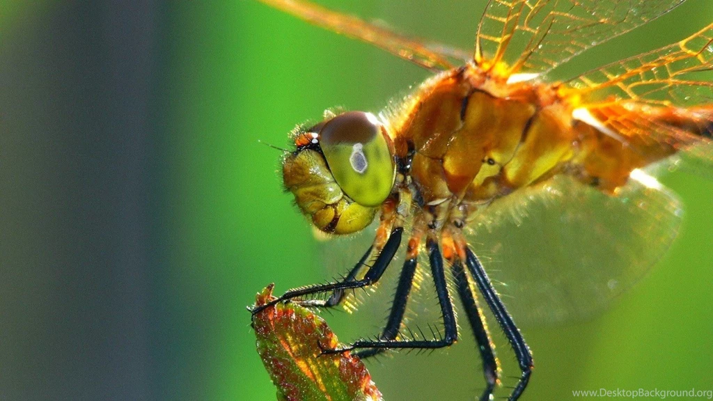 Insect HD Funny Wallpapers ~ Funny Wallpapers