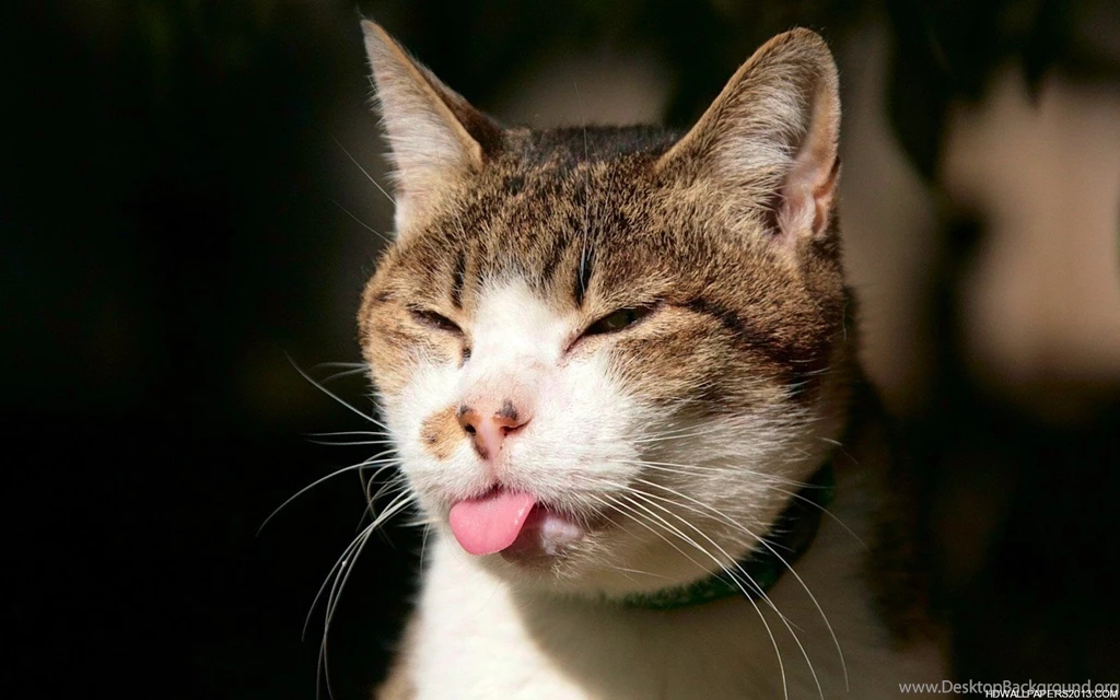 Funny Wallpapers   HD Desktop Backgrounds   Page 3