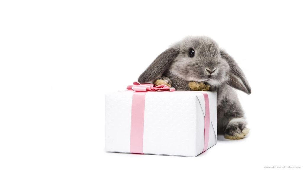 Download 1920x1080 Gray Bunny With A Present Wallpapers