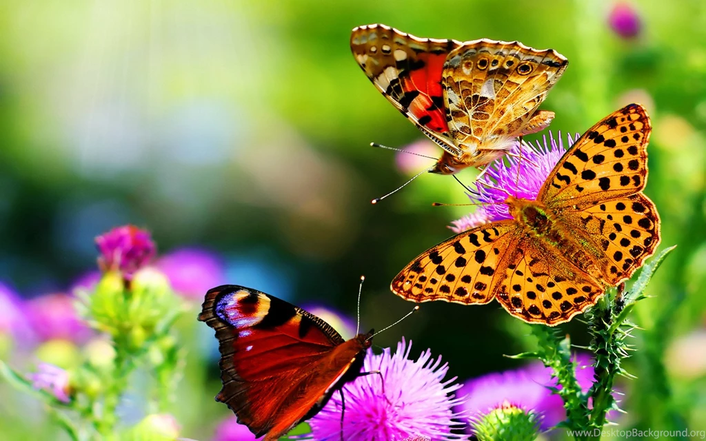 Nature Flowers Wallpapers HD Wallpaper Backgrounds Of Your Choice
