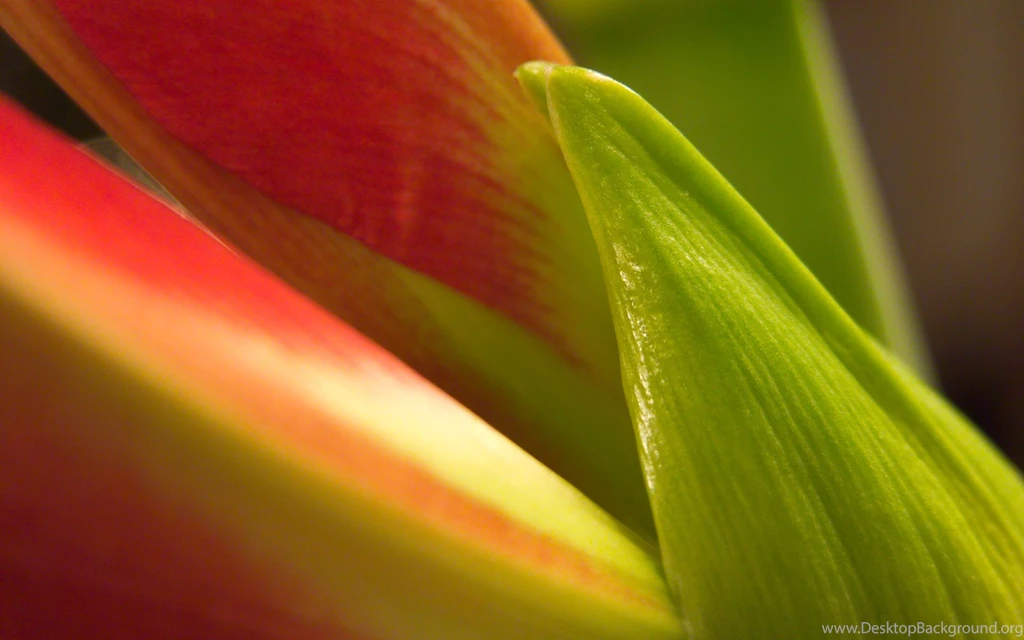 Nature Wallpapers Flowers Wallpapers » WallDevil Best Free HD ...