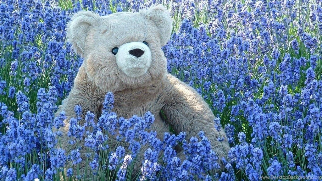 Nature Flowers Toys Plants Teddy Bear Hd Wallpapers (