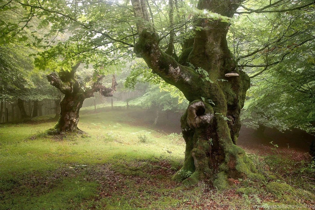 Forest Trees Fog Nature H Wallpapers