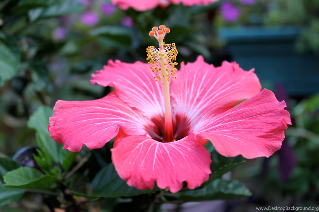 Img 0047 Same Flower High Resolution