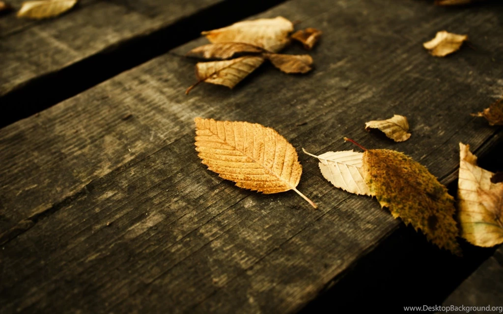 20 Autumn Wallpapers For Your Android