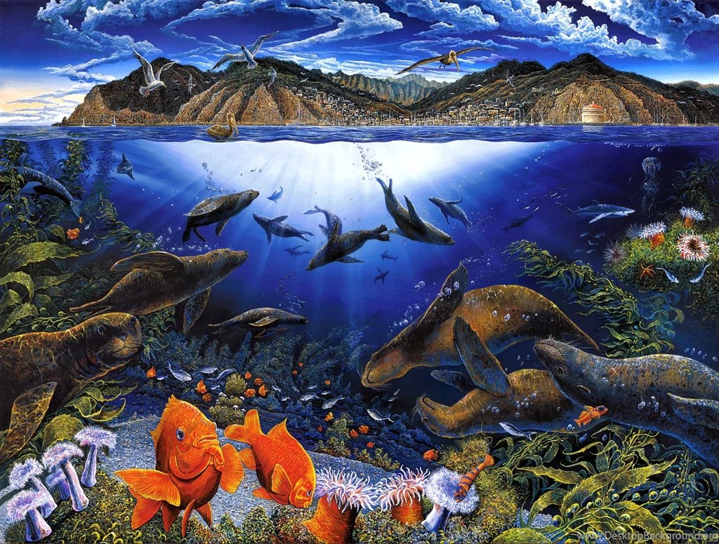 Busy Sea Life Desktop Backgrounds HD 2027x1537
