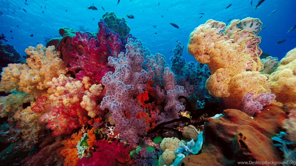 Under Sea Life Desktop Backgrounds HD 1920x1200