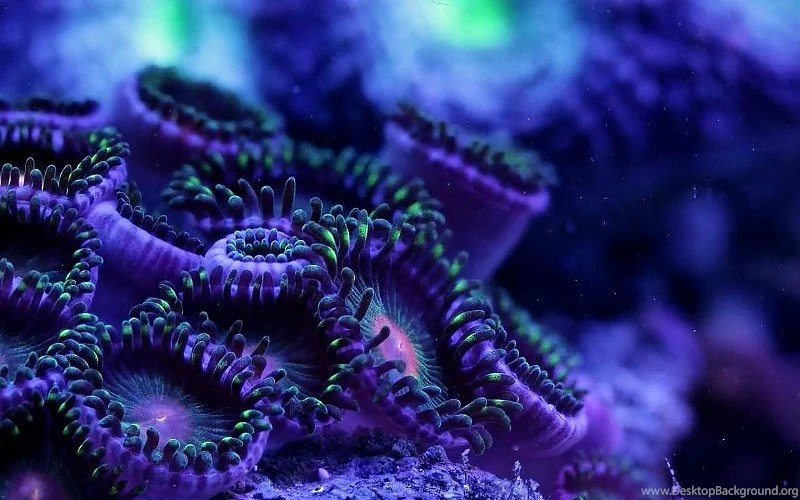 SEA LIFE Underwater Sea Ocean Art Artwork 3 d Psychedelic Coral ...