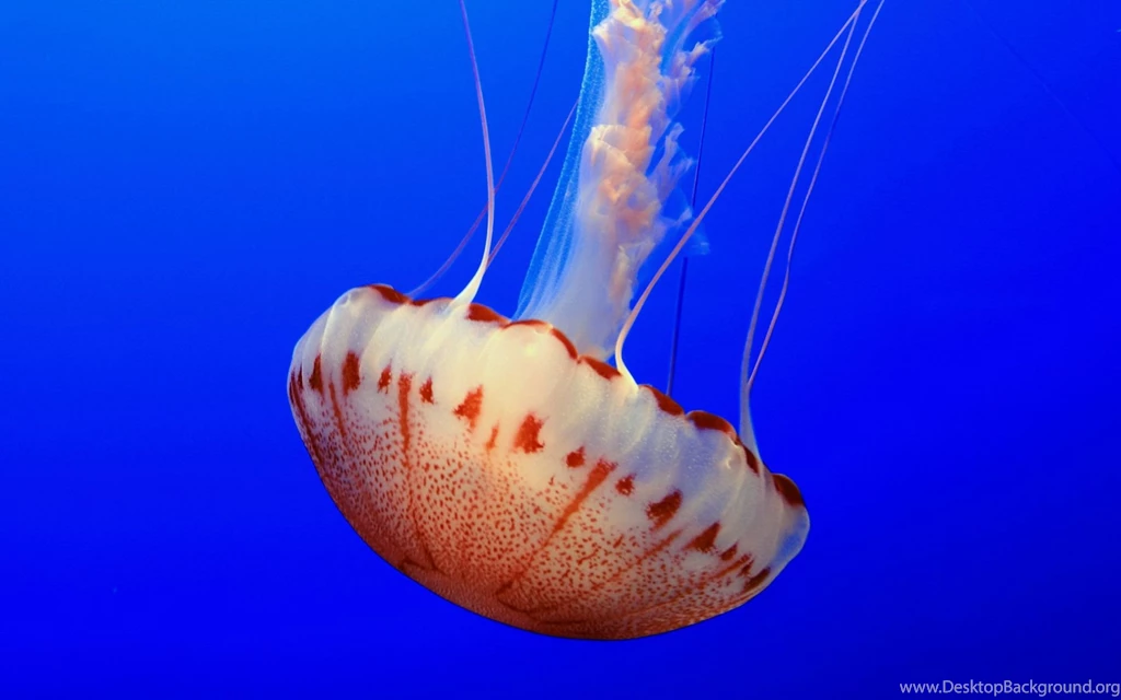 Jellyfish Computer Wallpapers, Desktop Backgrounds