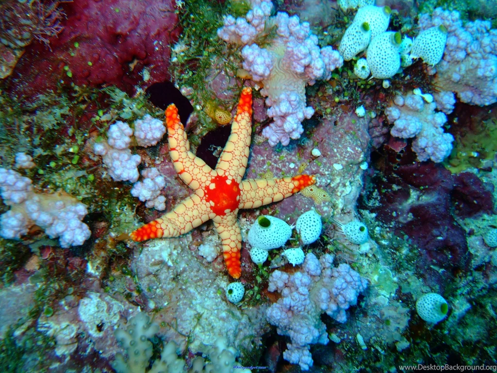 Ocean Life And Under Water Desktop Wallpapers