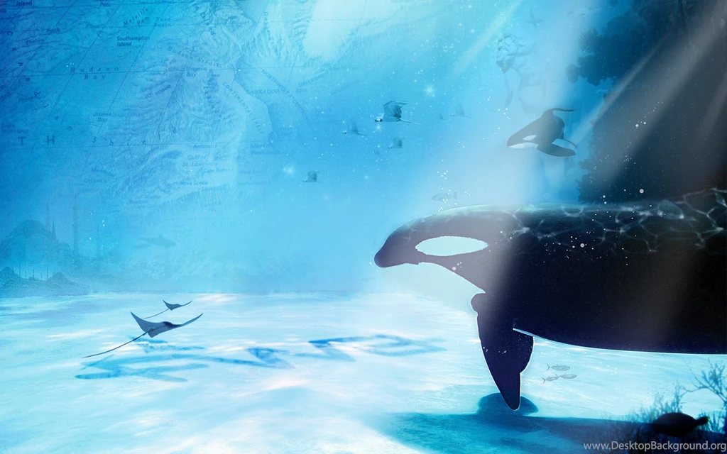 Animals Whales Underwater Sea Ocean Manta Sting Ray Sealife Art Cg ...