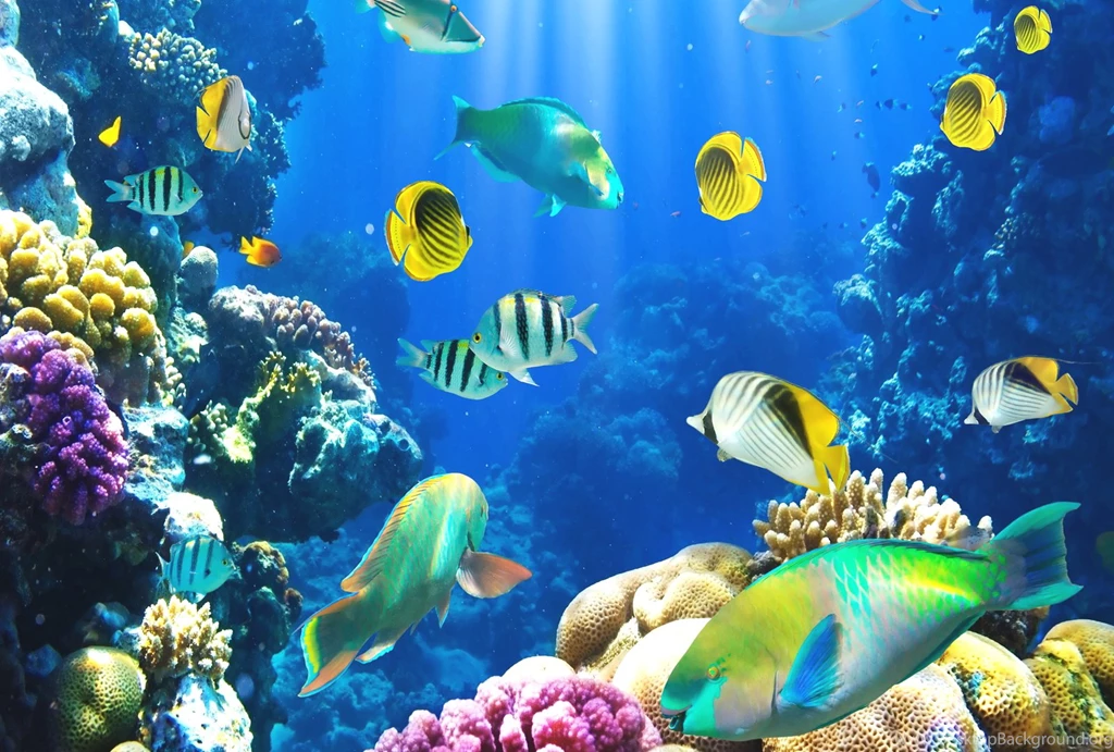 Ocean Life HD Images Beautiful Fish Images Download – Fine HD ...