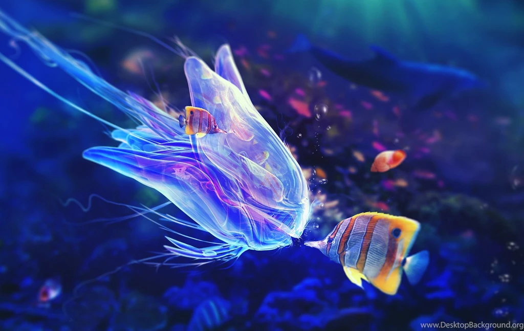 Ocean Life HD Images Fish Hd Wallpapers Widescreen – Fine HD ...