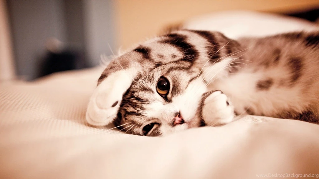 Cute Funny Backgrounds Wallpapers
