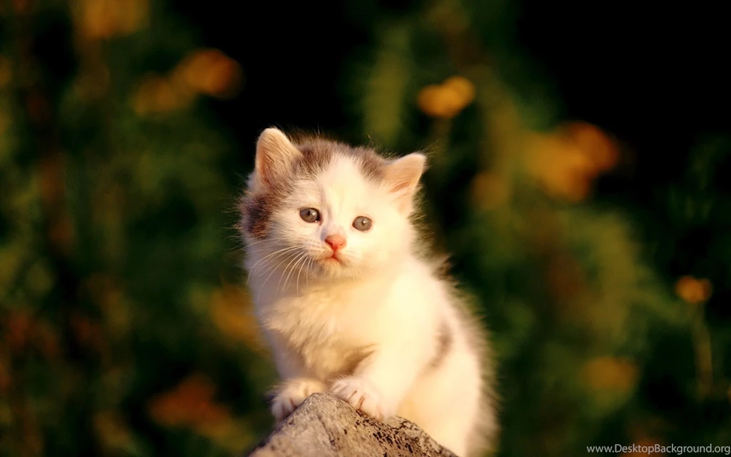 Cutest Wallpapers   500 Collection HD Wallpapers