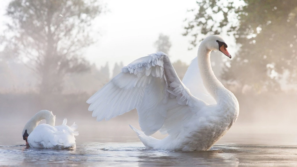 Birds: Swan Dance Beautiful White Backgrounds Pictures For HD 16:9 ...