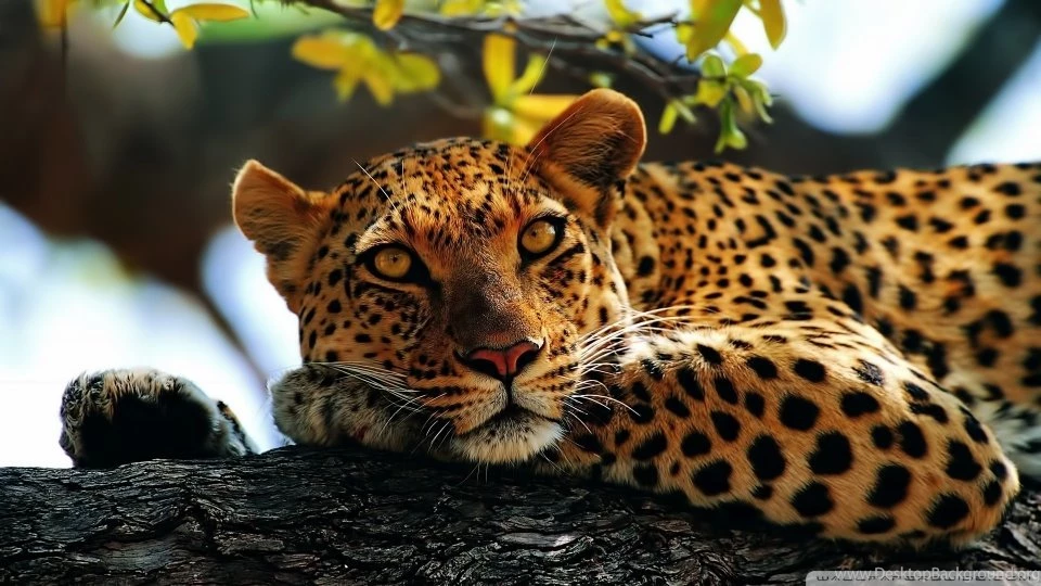 Image Leopard Wallpaper.jpg Cats Wiki Wikia