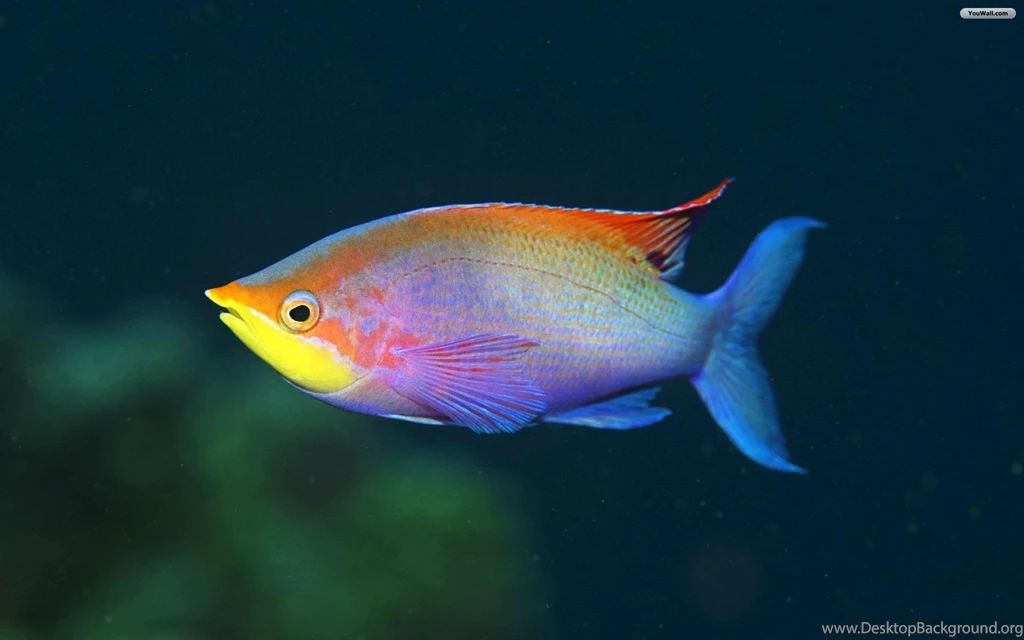 Option Set As Desktop Wallpapers Fish Wallpapers 1920x1200 160 Kb ...