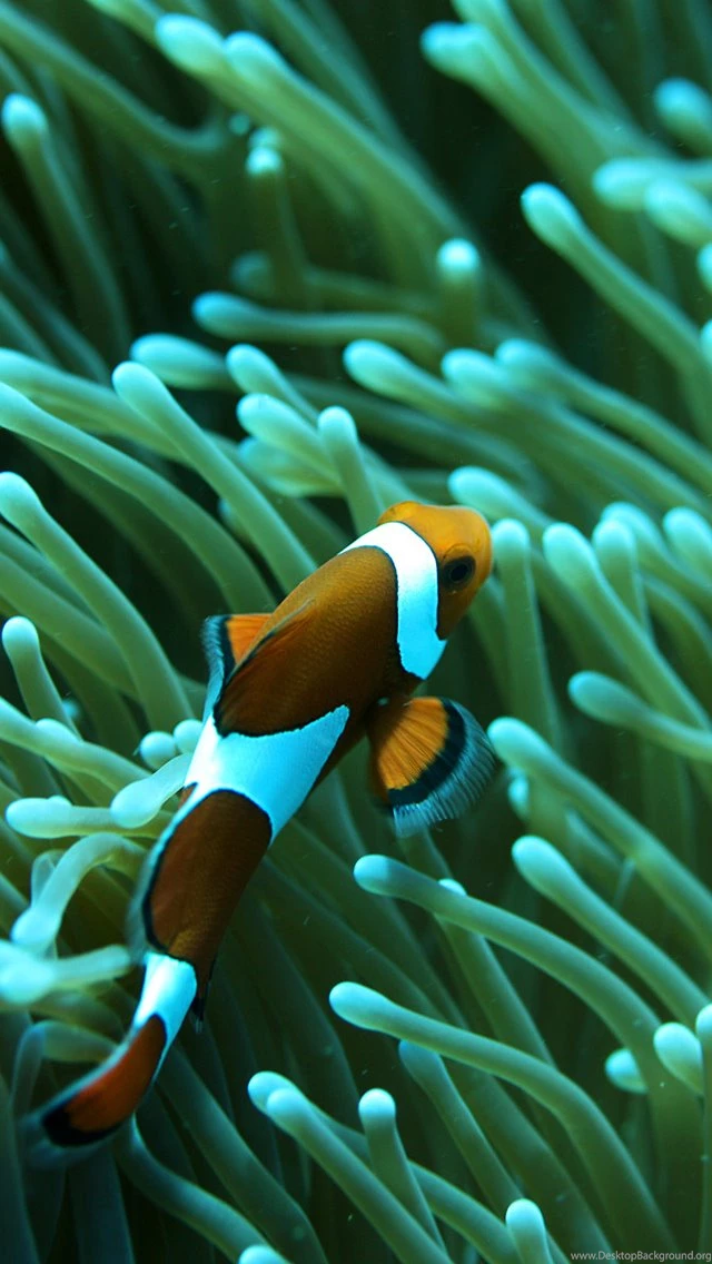 Cool Fish iPhone Wallpapers