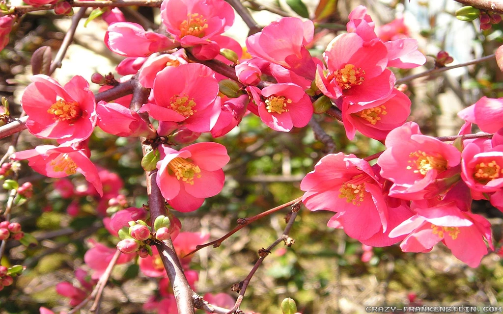 Top Japanese Quince 2 Red Wallpapers