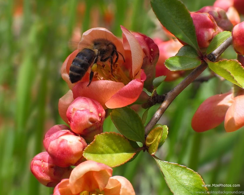 Japanese Quince Flowers
