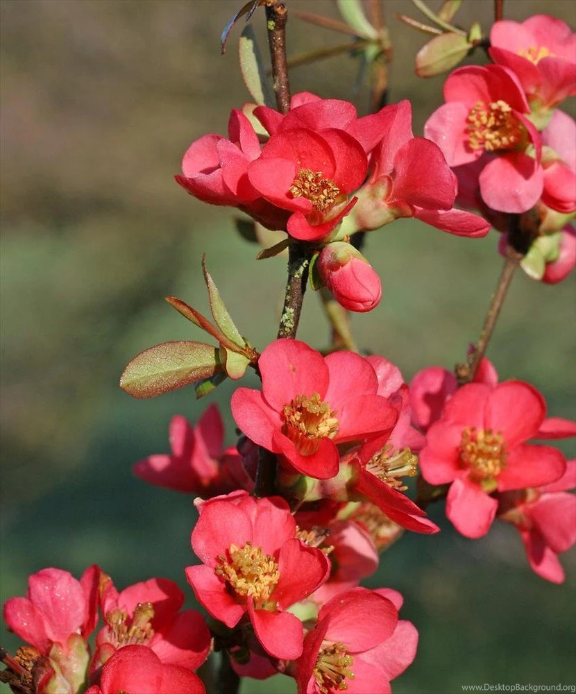 Top Japanese Quince 2 Red Wallpapers