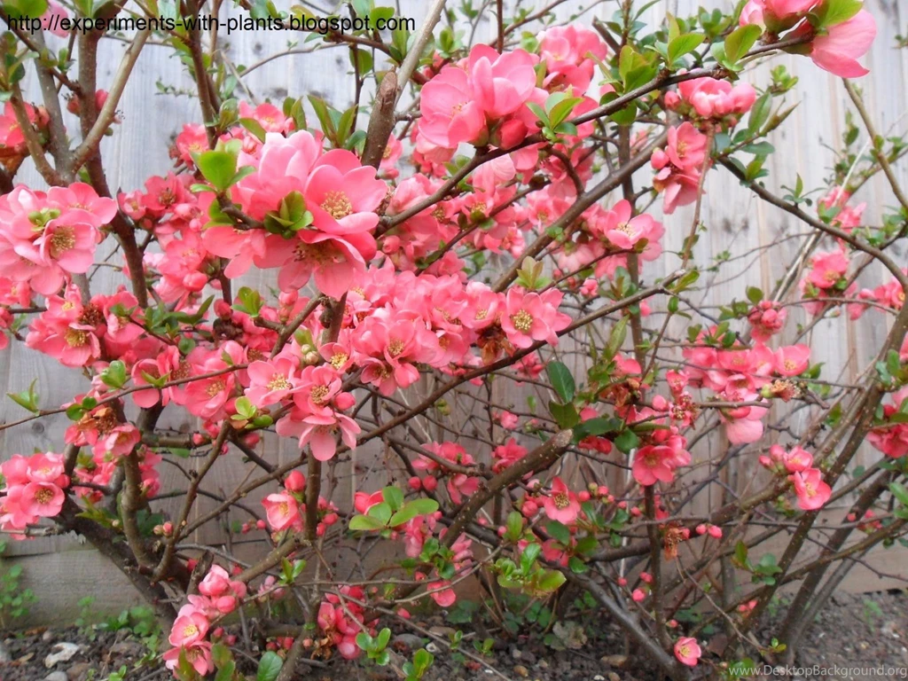 Experiments With Plants: April 2011