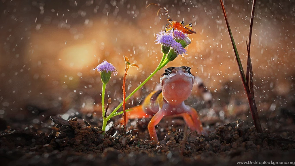 Bing Wallpapers Archive